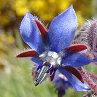 bourrache au jardin naturel