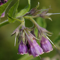 consoude au jardin naturel