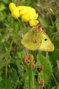 papillon souci