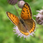 promouvoir la biodiversité