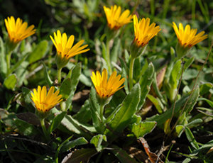 des plantes rustiques