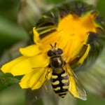 conseil jardins naturels