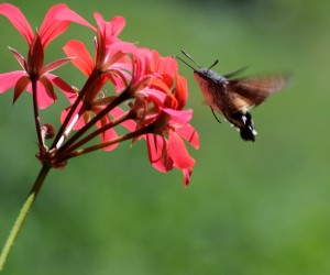 moro-sphinx_pelargonium